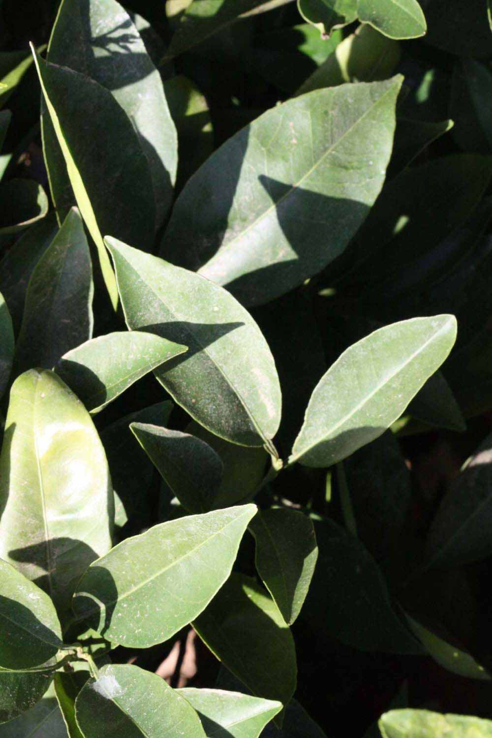              Sun leaves (Riverside, CA)       